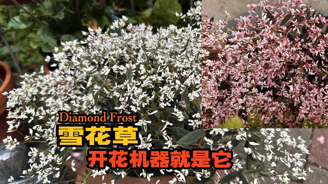 强推一款花期不间断的懒人花/雪花草Zauberschnee /￼夏季花园必种的