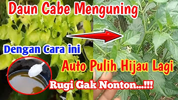 Wajib Nonton‼️Cara Mengatasi Daun Cabe Menguning Langsung Pulih Hijau Lagi