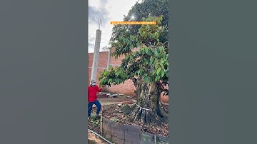 Cây Cổ Thụ Khủng Đáng Sưu Tầm #maikhungmientay #shorts