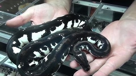 Stormtrooper, Killer Batman, Smores & More at NARBC Tinley Park 2016