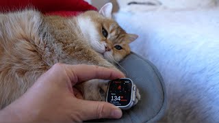 How to check a cat's pulse and take an ECG
