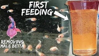 FEEDING BETTA FISH THE RIGHT WAY (Episode 5 )