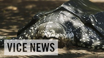 Eco-Tourism in Costa Rica (Extra Scene from ‘Shell Game’)