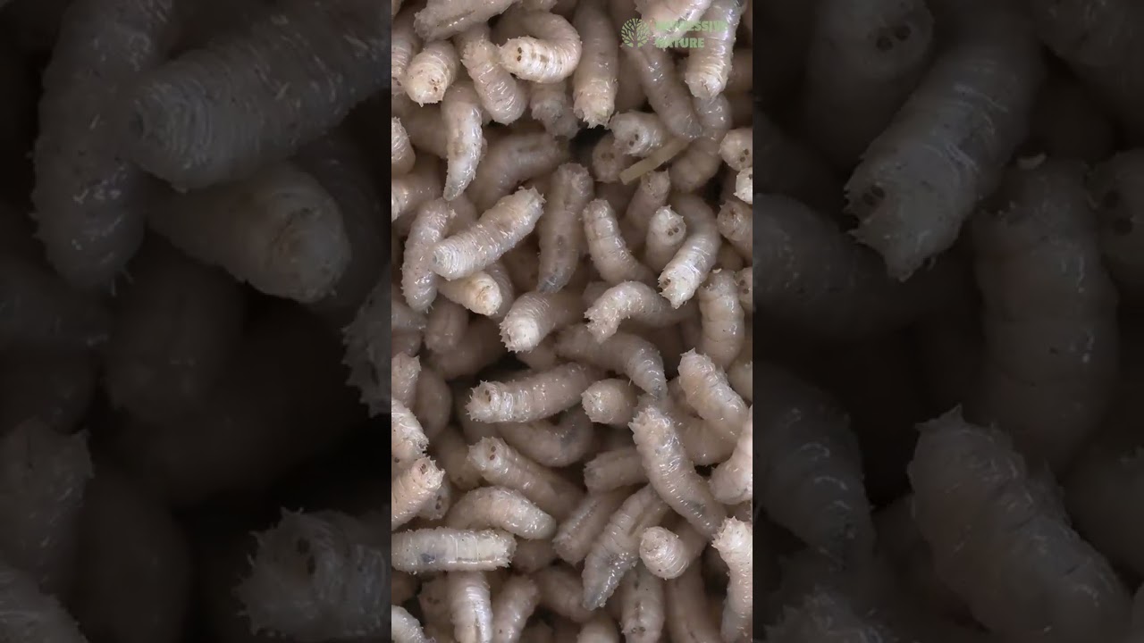 5 Animals with the Shortest Lifespans