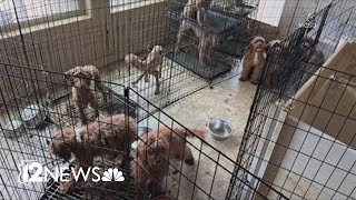 60 dogs rescued from 'deplorable' home in Litchfield Park