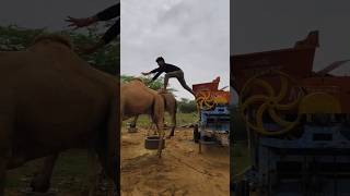 Download Lagu wait for end #camel #ऊंट #unt #rajasthandiscovery #camel_racing #how #trending #horse #status #came MP3 Download Lagu wait for end #camel #ऊंट #unt #rajasthandiscovery #camel_racing #how #trending #horse #status #came MP3