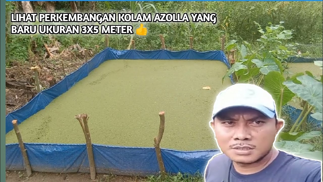 Cek Kolam Azolla Yang Baru 3x5 Meter Ternyata  Sudah Penuh 👍