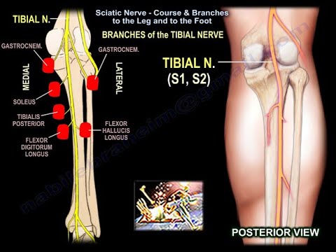 sciatic nerve branches