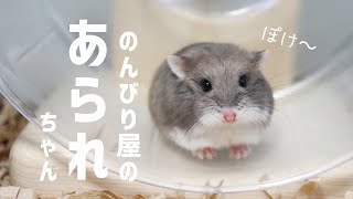 マイペースすぎるハムスターあられちゃん