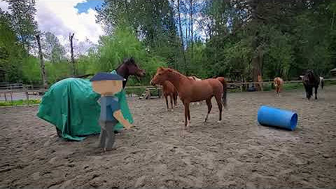 Stable Horse Training Youtube