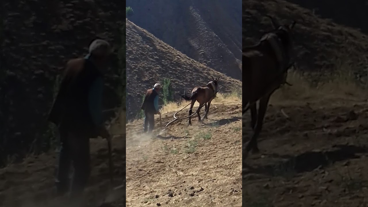(MALATYA)/PÜTÜRGE/(TEPEHAN ÇAT) (HACI GAMU 2017)