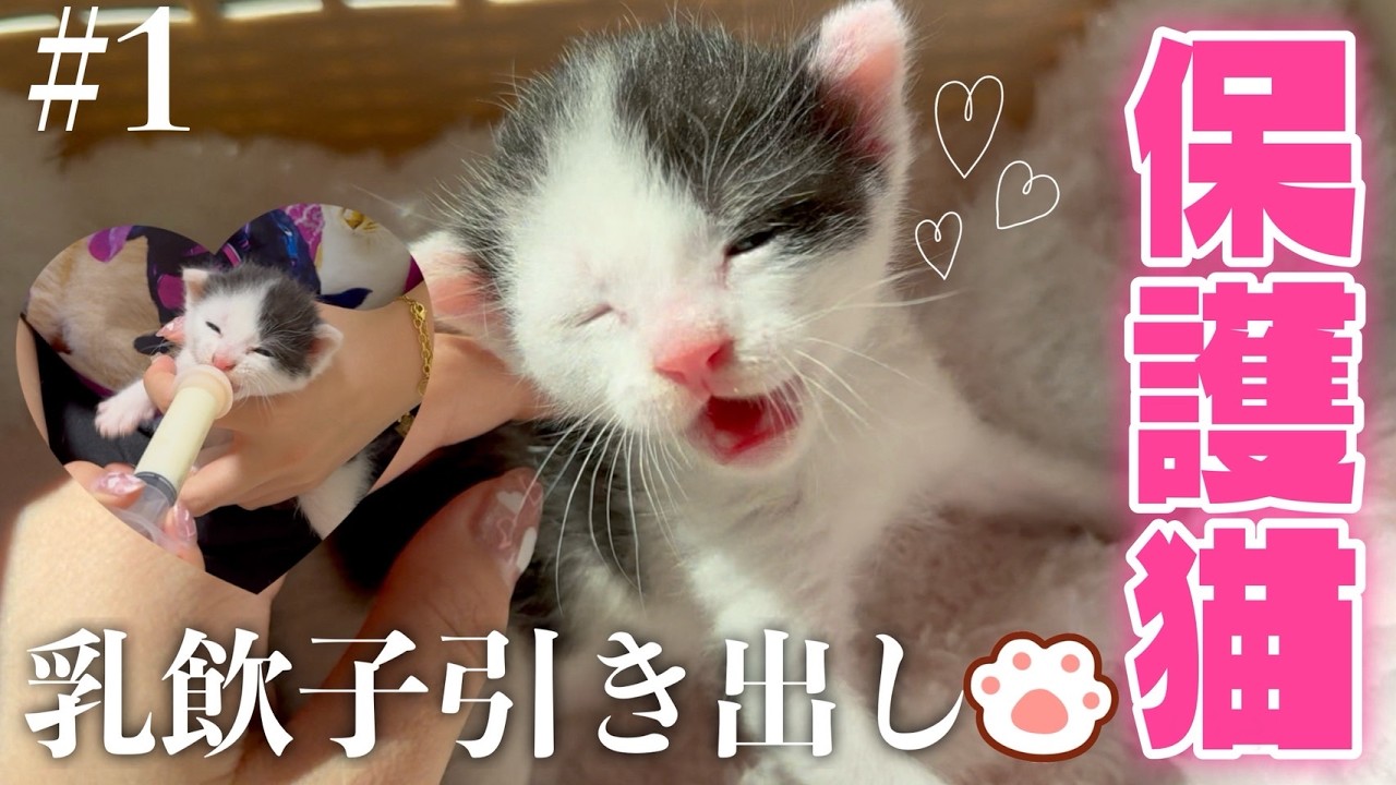 【初の乳飲子に挑戦！】保護猫こんぶ編＃１