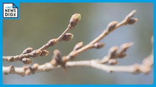 開花予想早まり例年より1週間早く「桜まつり」始まる　桜の木の下での宴会も一部のエリアで4年ぶりに解禁 名古屋・鶴舞公園