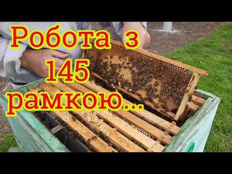 Видео: 145 РАМКА робота по Весні. Сім'я на три корпуси, так і зимувала 🎬