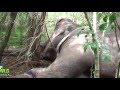 Tracking - Real Time Monitoring - Save the Elephants