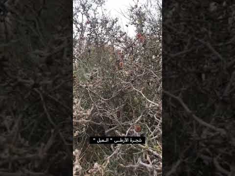 شجرة الإرطا