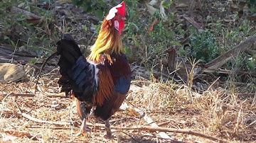 Qaib dib dawb ntseg ไก่ต่อหูขาว