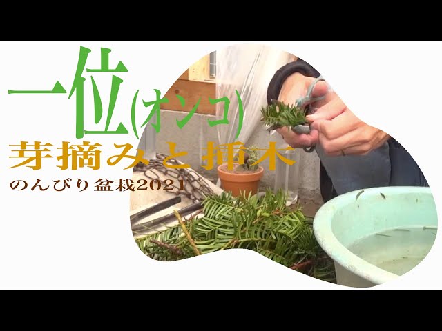 一位(オンコ)の芽摘みと挿木 / のんびり盆栽2021 - YouTube