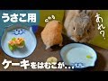 ハムスターにケーキを食べられてスネるウサギNo.50