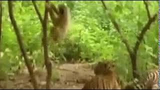 Kediler köpekler hayvanlar - En Komik Kedi Videoları t video5282795836911125418