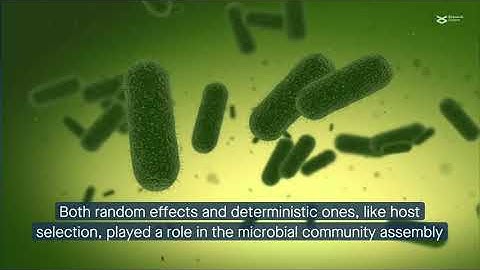 Position on the food web drives the host microbiome of soil-dwelling invertebrates