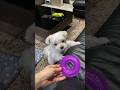 コレがうちの子の「ありがとう」の合図🤣🤣🤣#shorts #可愛い犬 #マルチーズ犬