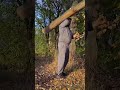 Smart Trick to Carry Firewood Easily #DIY #LifeHack  #Repair #SmartTrick