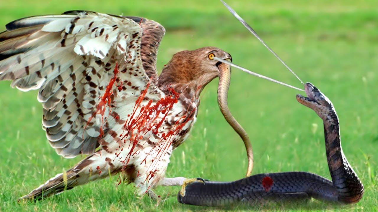 Eagle Is Shot In Eye By Snake With Powerful Venom, But Suddenly The Eagle Turned The Tide