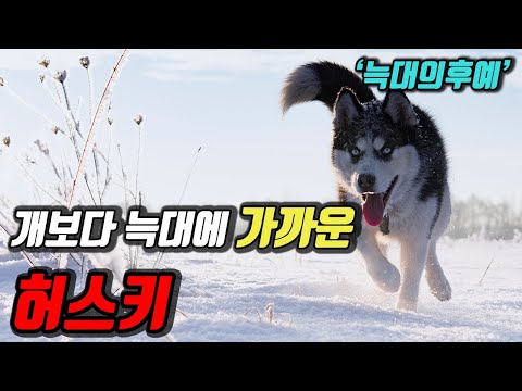 The shocking secret of the Siberian Husky that 99% of Koreans don&rsquo;t know