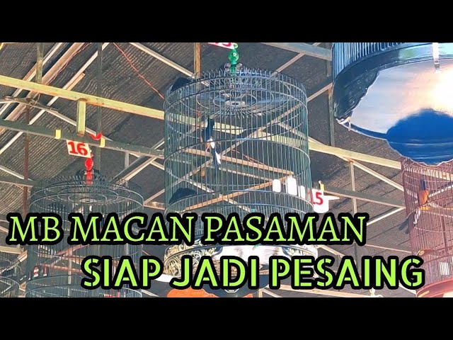 MB MACAN PASAMAN - JUARA 1 KELAS LOSSGANT  || SIAP JADI PESAING DI BATAM class=