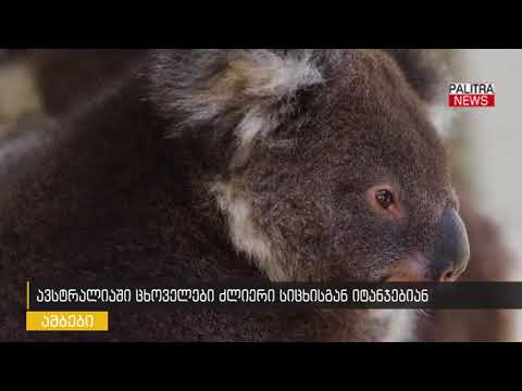 ავსტრალიაში ცხოველები ძლიერი სიცხისგან იტანჯებია