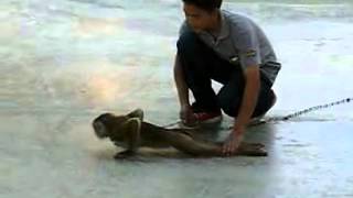 Monkey doing push ups
