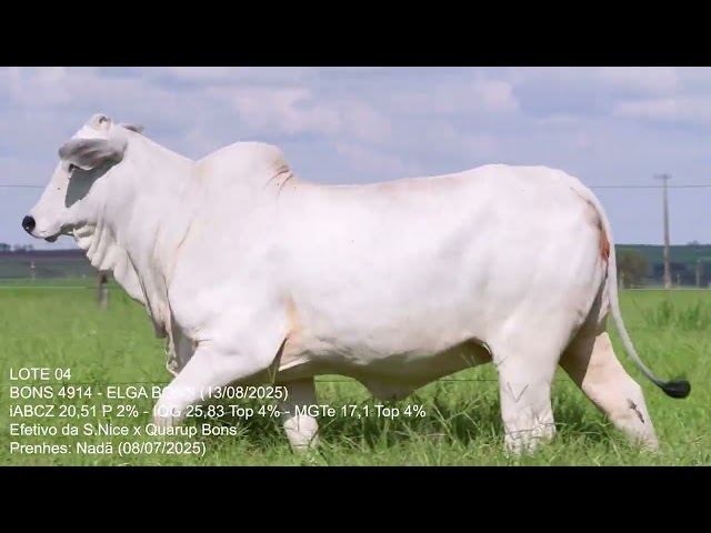 Lote 04   Leilão Trio Bonsucesso   Etapa Fêmeas Jovens