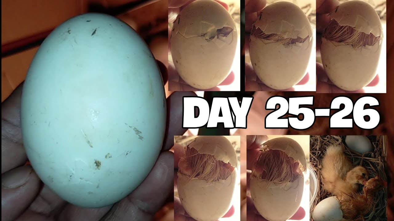 🥚HATCHING PEKIN 🦆 DUCK EGGS DAY 2526 YouTube