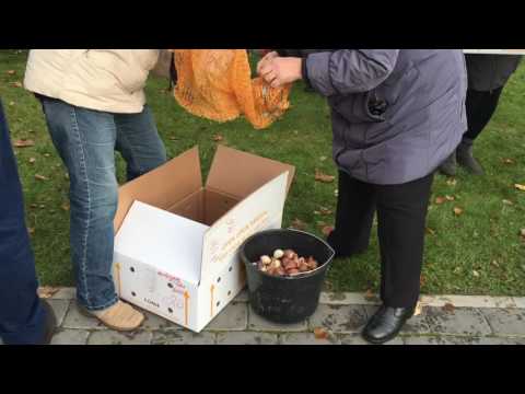 Video: Gladiolu ziemas kopšana - kā rūpēties par gladiolu sīpoliem ziemā