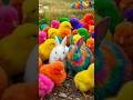 Tangkap Ayam Lucu, ayam warna warni, ayam rainbow, kelinci lucu, bebek lucu, ikan koi, Hewan Lucu