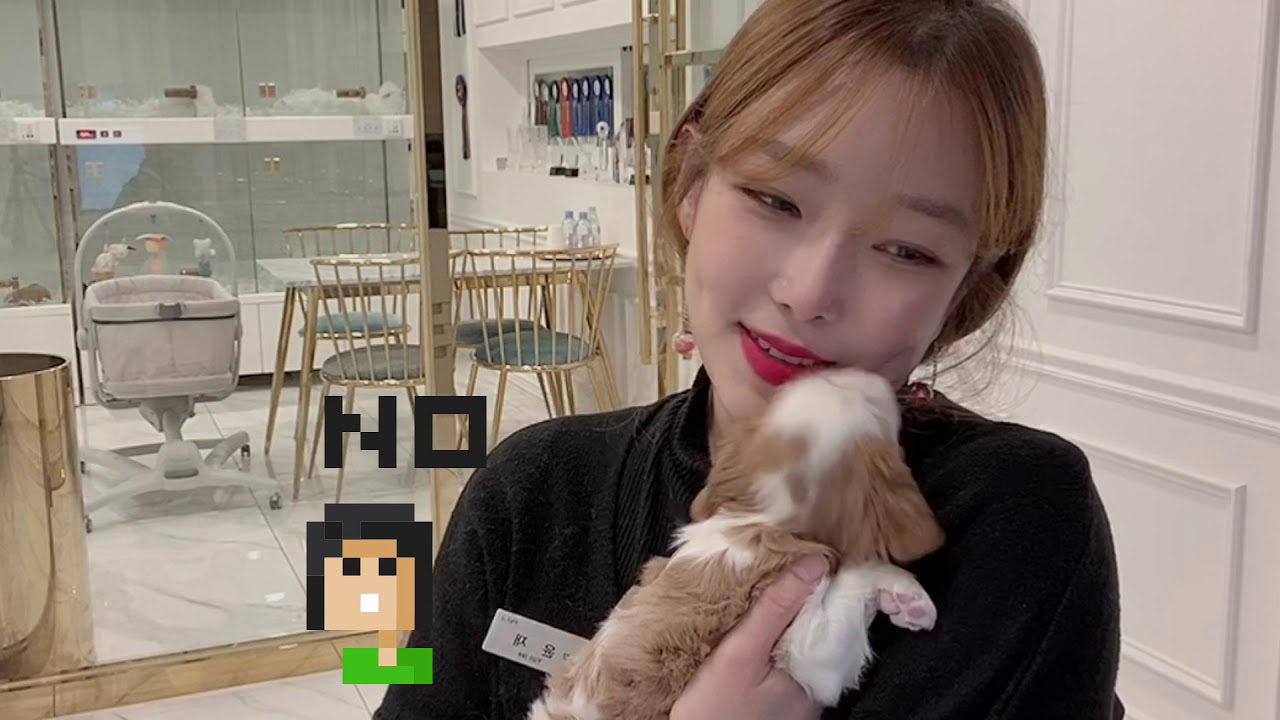 PET.J KOREA 너무너무 이쁜 킹찰스 스파니엘 소개합니다! (킹찰스 스파니엘 성격,특징) YouTube