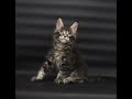 Видео памятка для покупателей котят мейн - кун в питомнике "Волжский прайд"