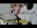 【猫】が気になる【自動給水器】アクアメビウス