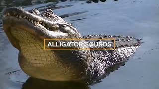 ALLIGATOR SOUNDS! What sounds do alligators make?