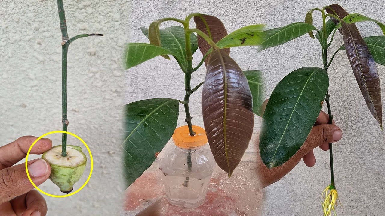 The best method for mango propagation with the help of banana YouTube