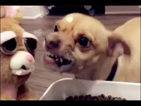 chihuahua song youtube