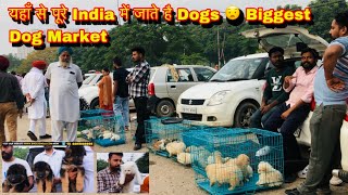 यहाँ से पूरे India में जाते है Dogs😧 Biggest Dog Market at Chandigarh {NCR} Punjab😱 #dog #puppy