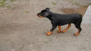 Doberman Pinscher 3 Month Old Playing - Youtube