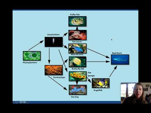 4.3 سیستم های تولید مواد غذایی در آب - شبکه های غذایی