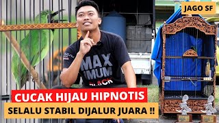 HIPNOTIS❗CUCAK HIJAU YANG SELALU STABIL DI JALUR JUARA !! JAGO SF