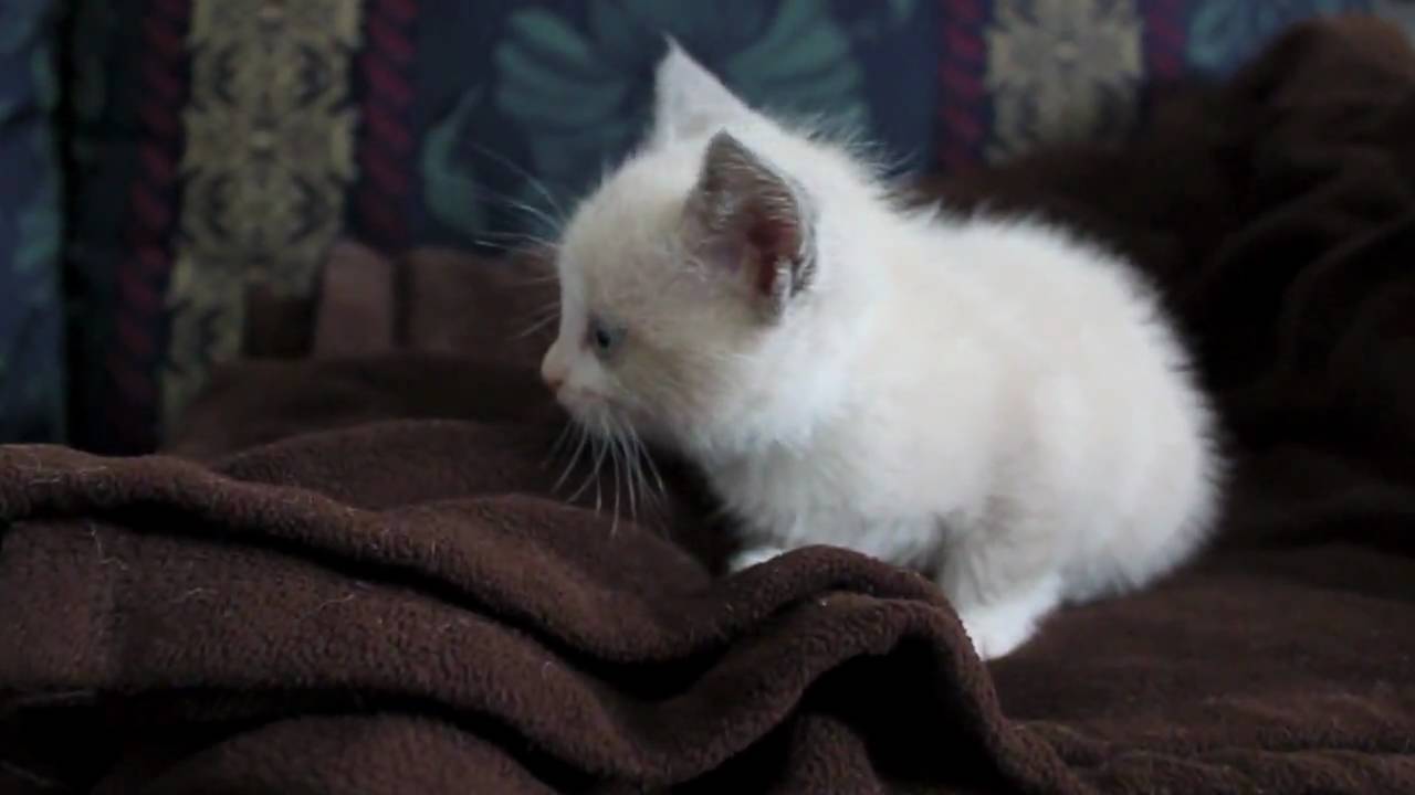 7 week old kitten