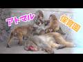 【パンチくん🐵】わちゃわちゃの子猿たちにちょっとおつかれ気味のアトマル園長。市川市動植物園 のニホンザル「パンチくん」Punch the monkey