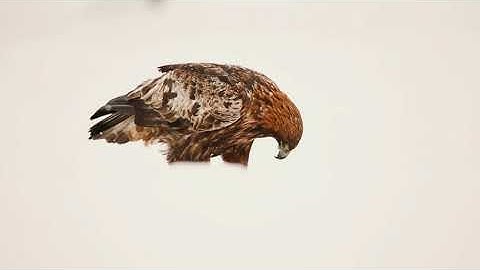 Golden Eagle in a snow storm