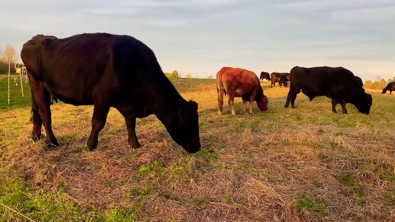 Happy Cows Grazing In February! Holistic Management